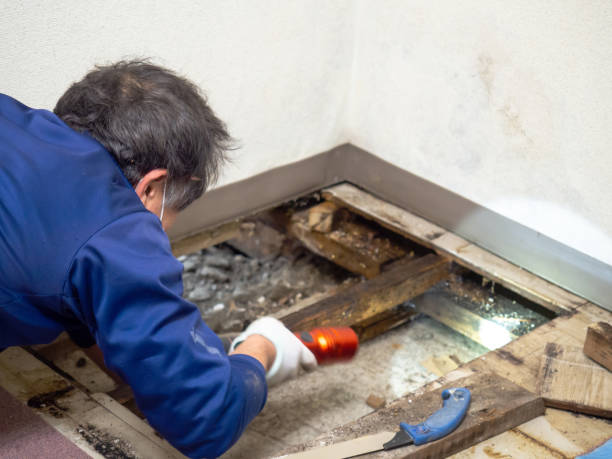 Best Home Mold Removal  in Lisbon, ND