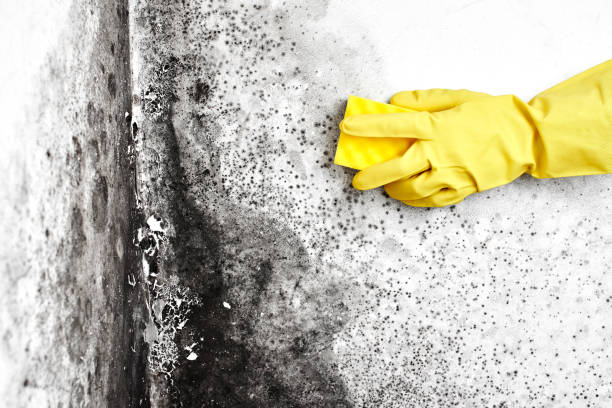 Best Toxic Mold Removal  in Lisbon, ND