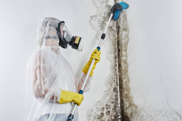 Best Professional Mold Removal  in Lisbon, ND
