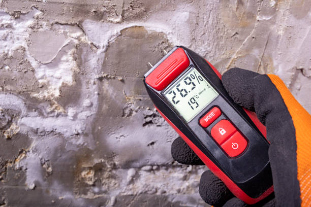 Best Fast Mold Removal  in Lisbon, ND