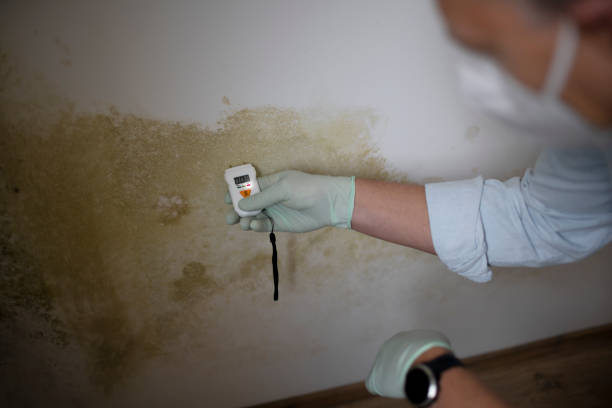 Best Professional Mold Removal  in Lisbon, ND