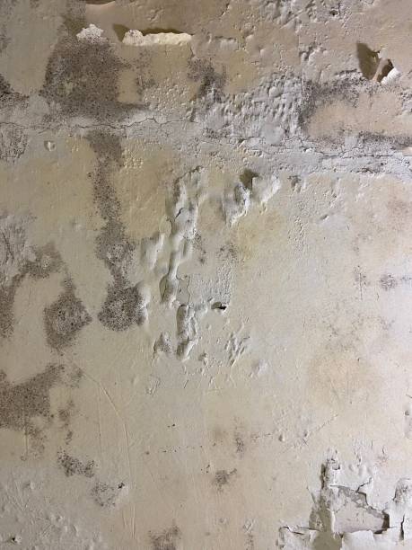 Best Mold Removal Company Near Me  in Lisbon, ND
