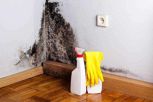 Best Mold Cleaning Services  in Lisbon, ND