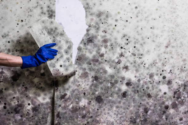 Best Local Mold Removal Service  in Lisbon, ND