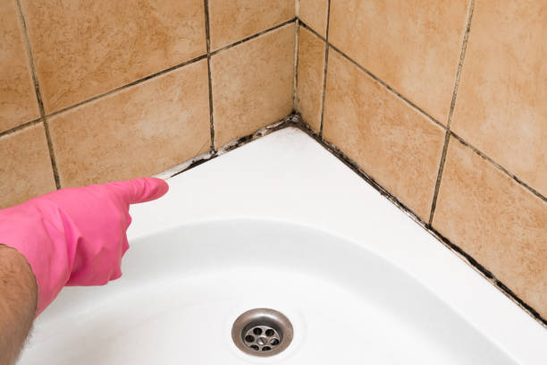 Best Black Mold Removal  in Lisbon, ND