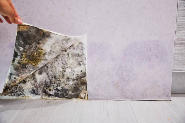 Best Certified Mold Removal  in Lisbon, ND